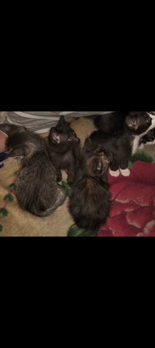 Отдам котят в добрые руки
