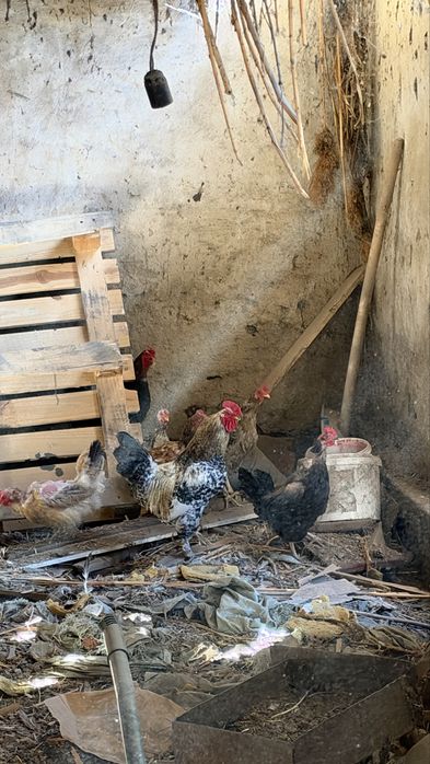 Продам домашних петухов