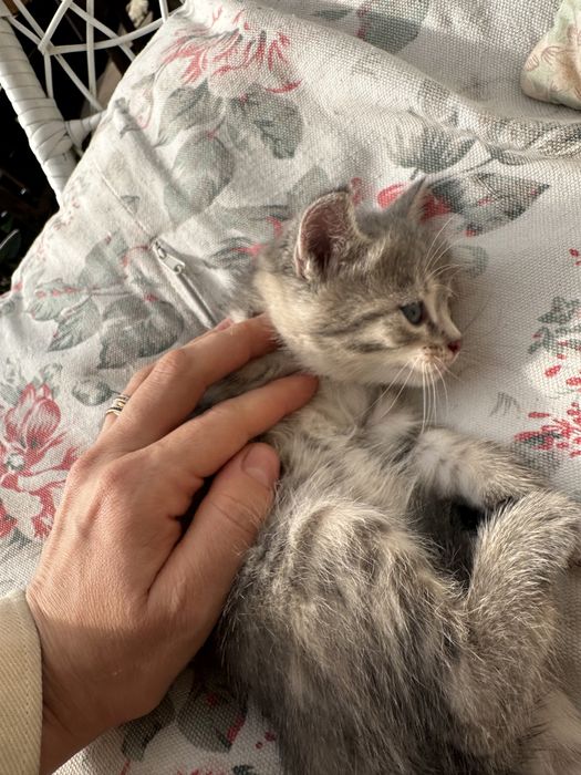 Отдам котят в хорошие руки