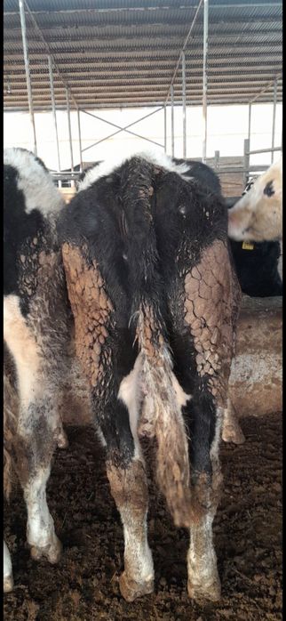 Чорни пиостра расиски букалар