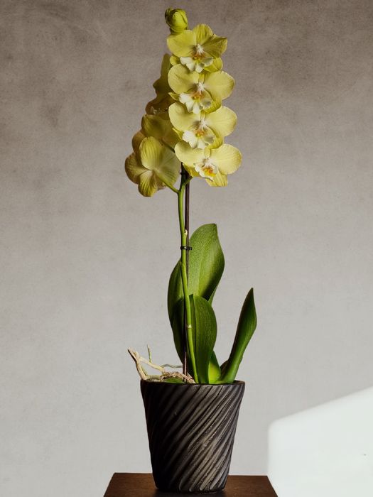 Цветущие и Отцветающие Орхидеи и Орхидея по невероятно низким ценам!!!
