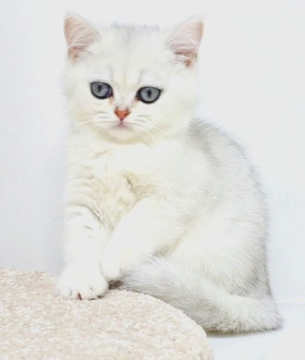 Британские котята