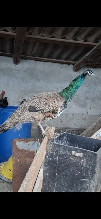 De vânzare păun standard