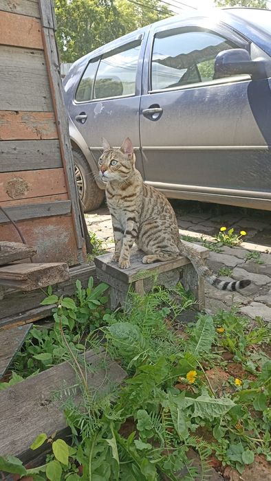 Пропала кошка в районе Хасенки