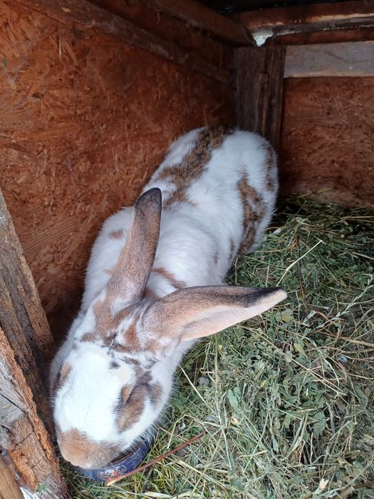 Vînd iepure de 2 ani.