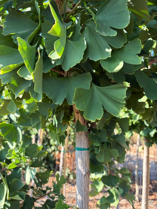 Ginkgo biloba - Arbori ornamentali