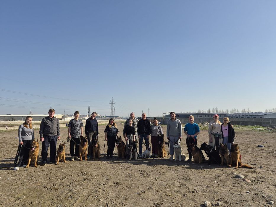 Кинолог дрессировка собак