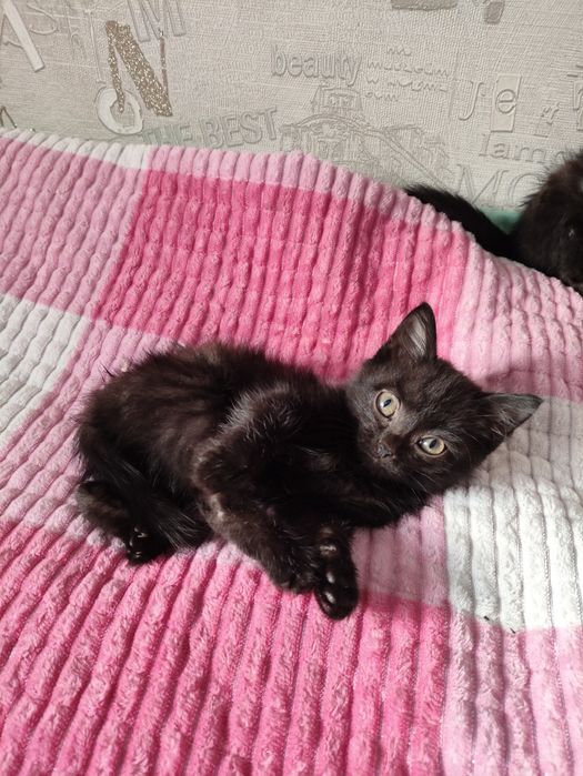 Отдам в добрые руки котят!