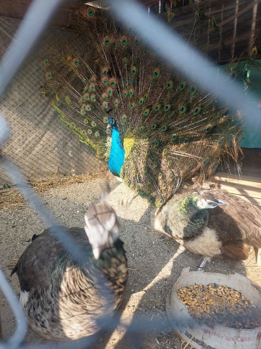 Vând pauni maturi și pui