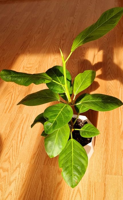Фикус Альтиссима (Ficus Altissima)