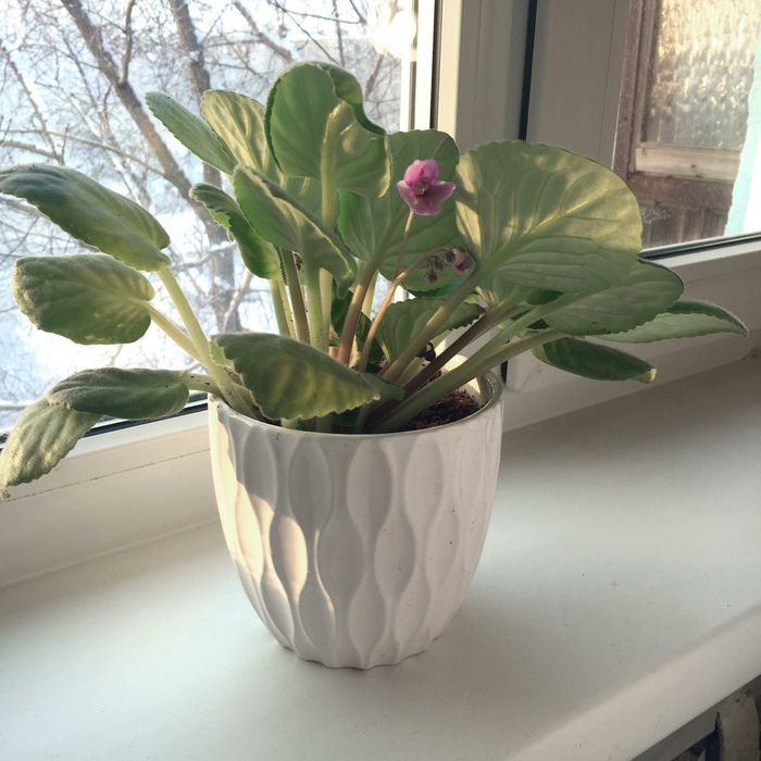 Цветы комнатные в