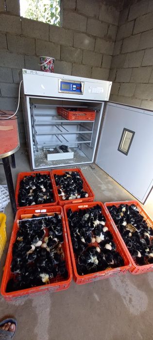 Kurka brama bobo dakan yapon xashaki orde ĝoz tovus  bedana