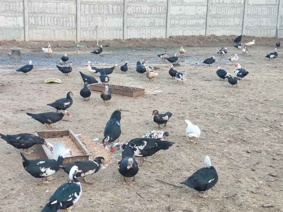 Индуткала сотилади 100000 сум сони 80 та