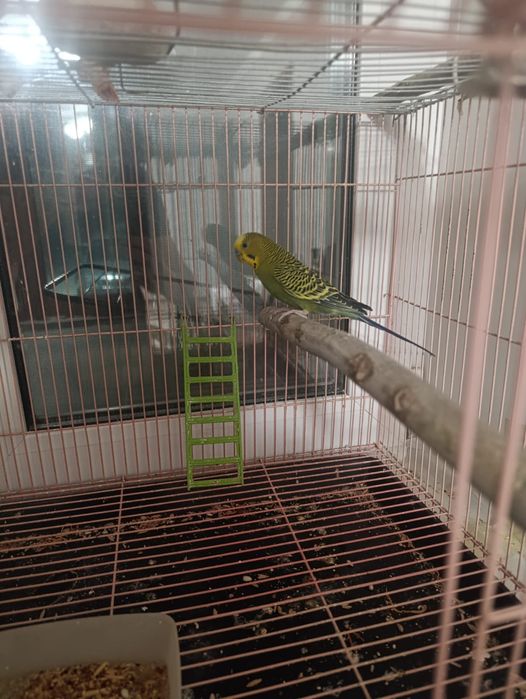 продам котенка и попугая