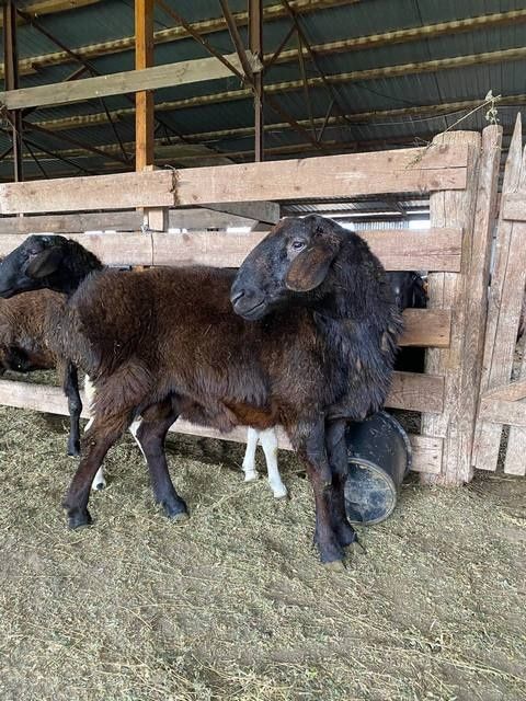 Qoʻylar , qoʻy goʻshti