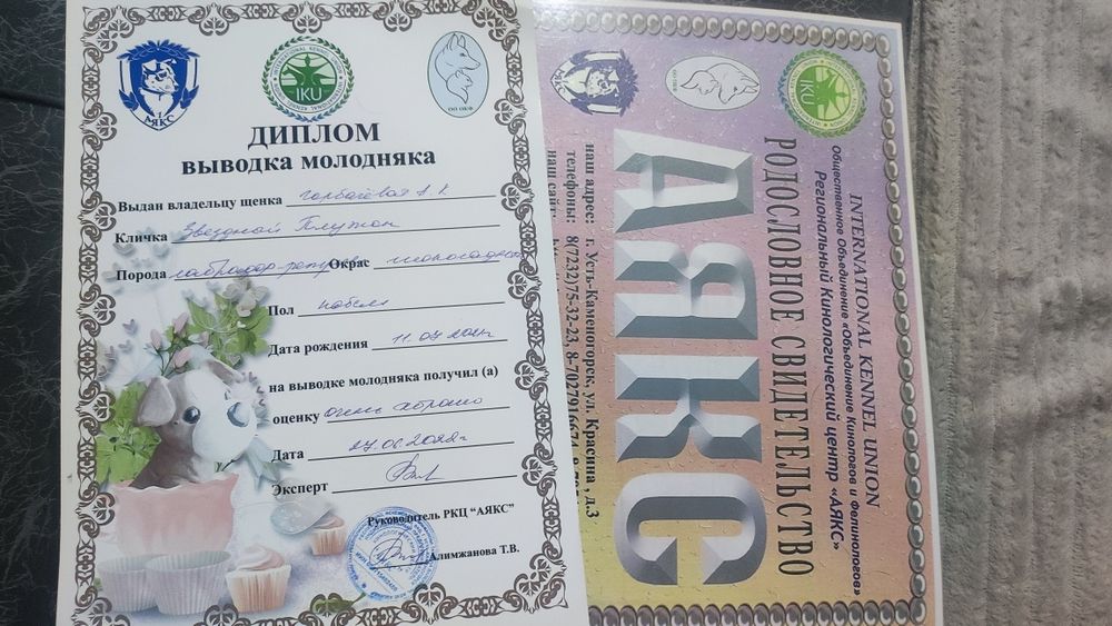 Кобель лобрадора ретривера.вязка