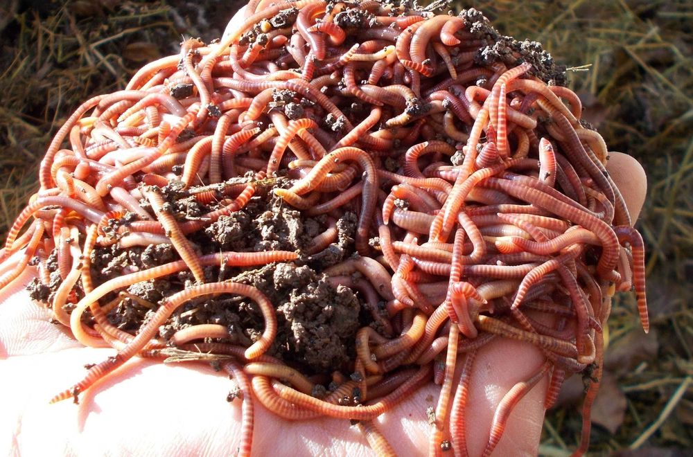 biagomus chuvalchang