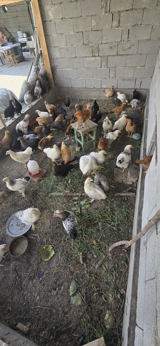 Продаются курочки несушки