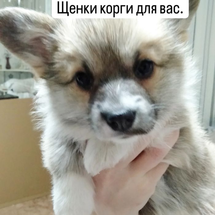 Продаю Щенки корги.