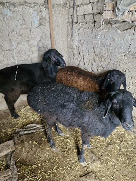 Қошқарлар сатылады