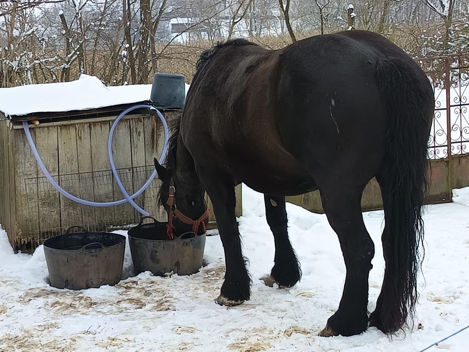 Vând două iepe frumoase