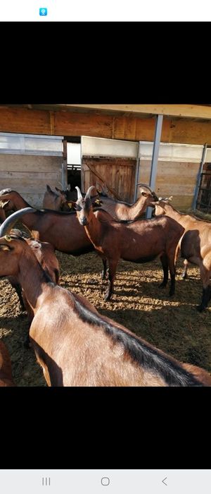 Capre alpine franceze cu pedigree