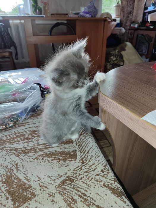 Отдам в добрые руки кошечку