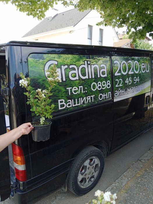 Лагерстремия - индийски люляк Налични 5 цвята