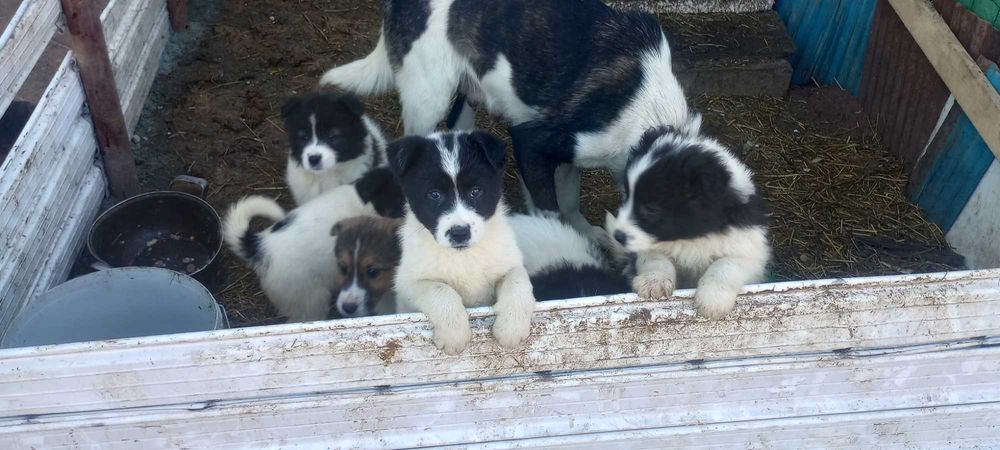 Подарявам кученца.