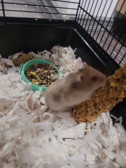 Vând hamster cu tot cu cușcă și accesorii