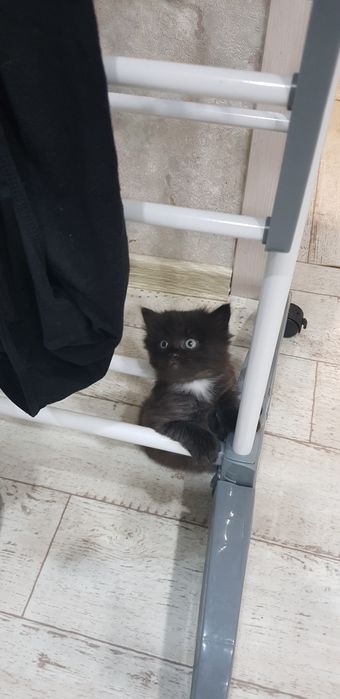 Котенок в добрые руки