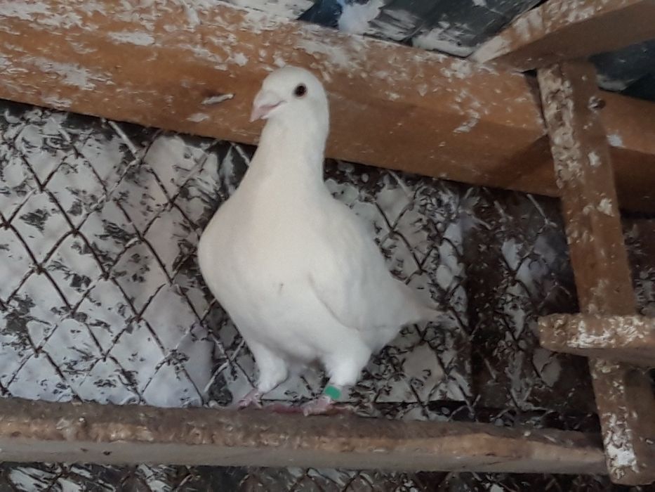 Бели гълъби за сватби и тържества