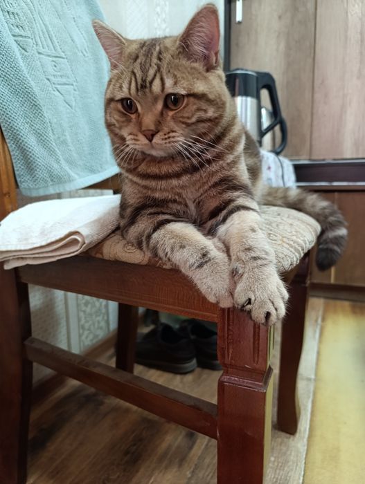 Чистакровний британский