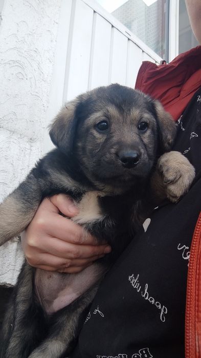 Щенок, девочка.  Крупная.
