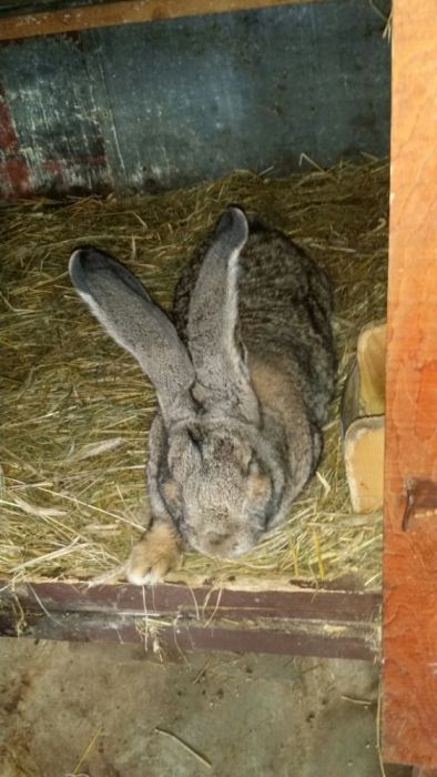 Iepuri Urias german gri