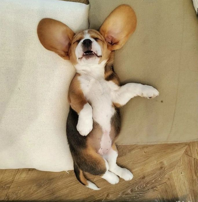 Породные щенки Бигля