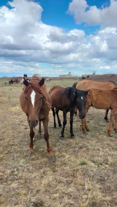 Жас бие сатылады/ продам кобылу