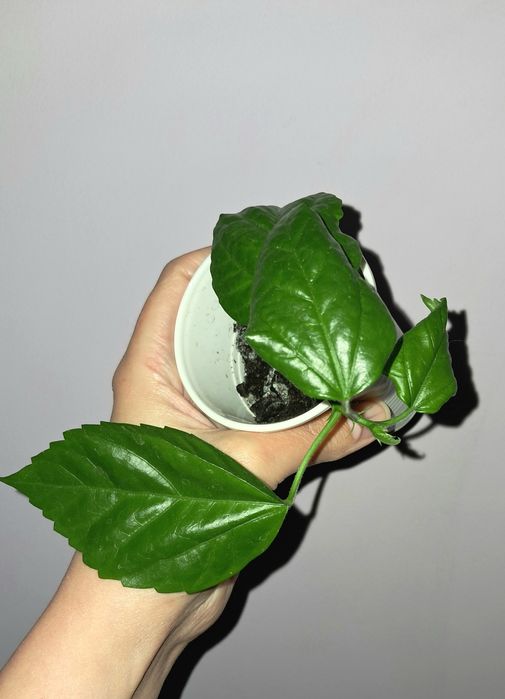 Гибискус махровый