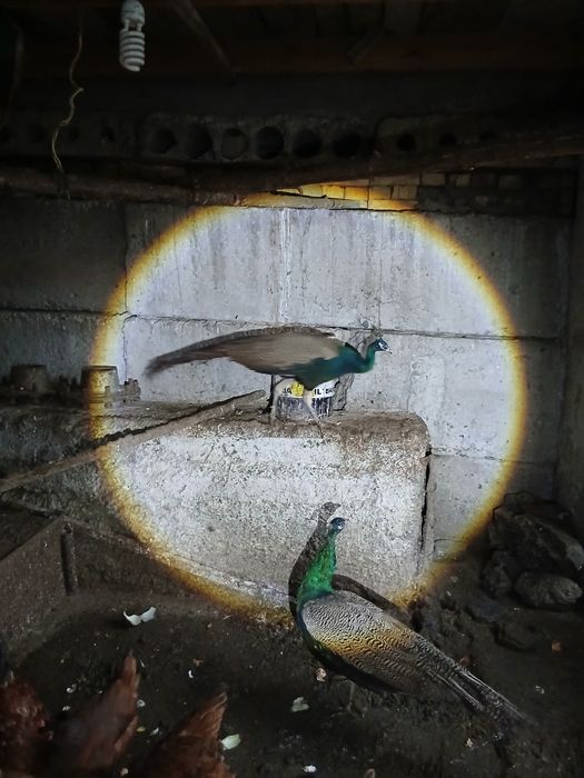 Павлины.         .