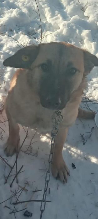 Мила ищет себе хозяина