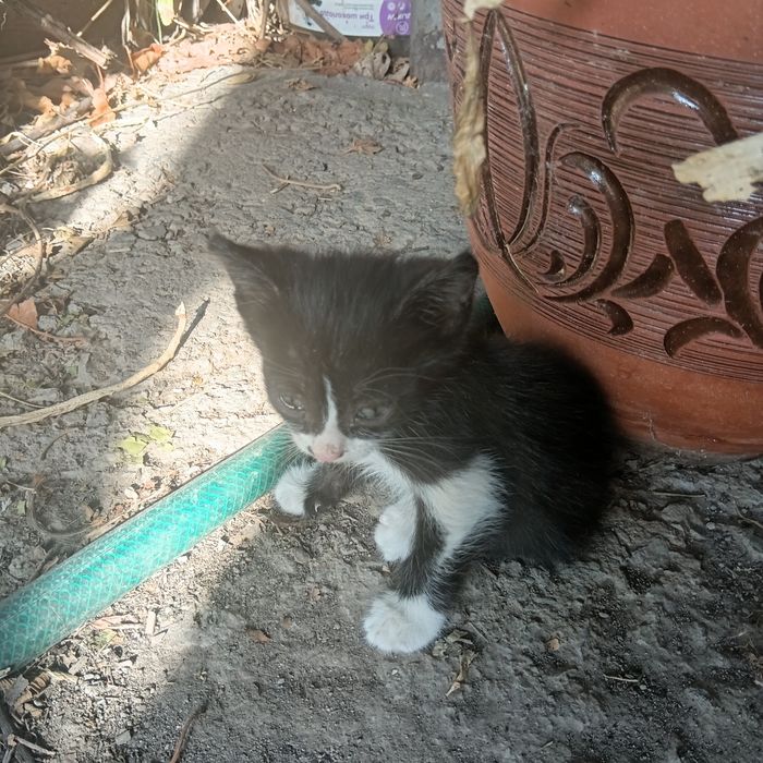 Котят бесплатно в хорошие руки.