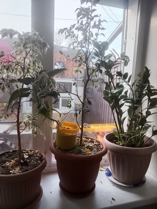 Продам домашние цветы