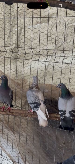 Vând porumbei voiajori