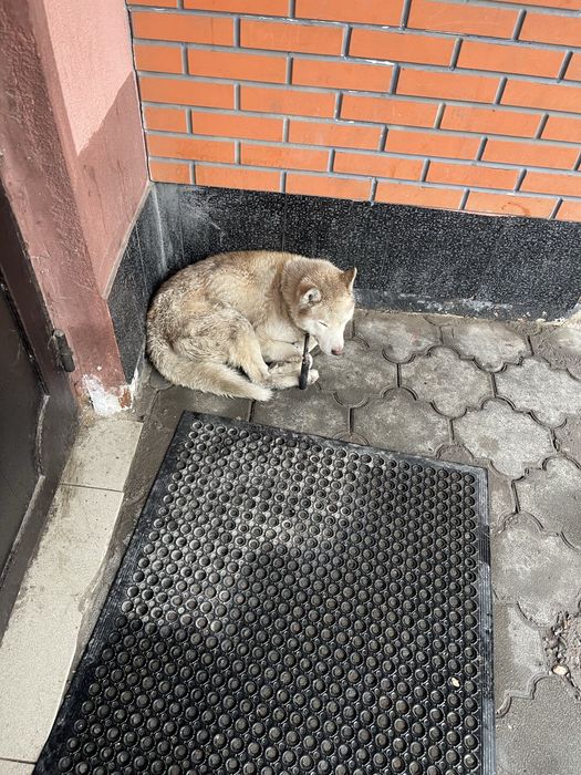 найдена собака (у кого пропала?)