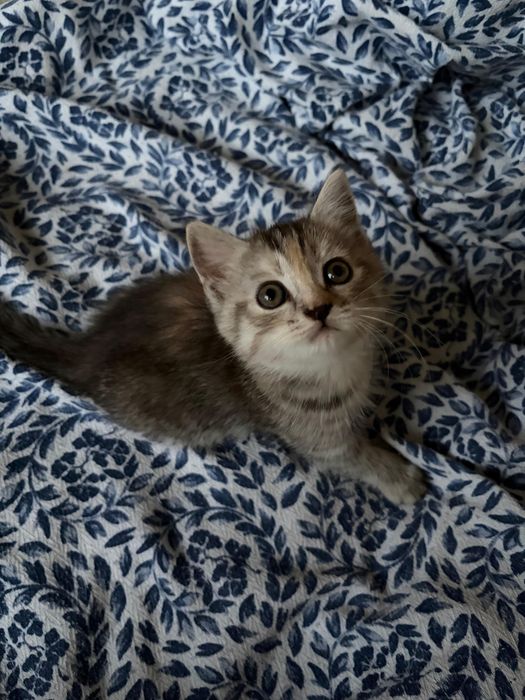 котята шотландцы
