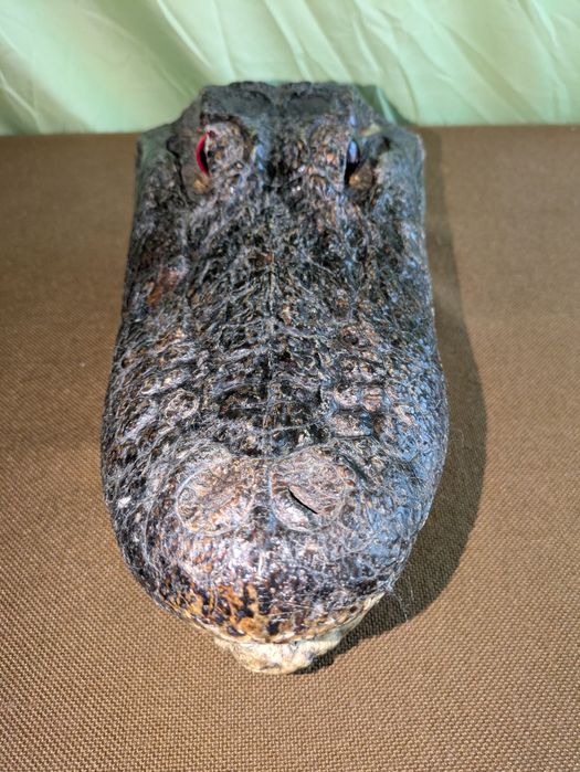 Trofeu Cap de Aligator Autentic - Piesă de Colecție Exotică