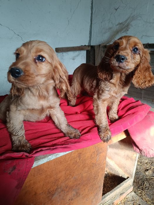 Кокер шпаньол чистокръвни