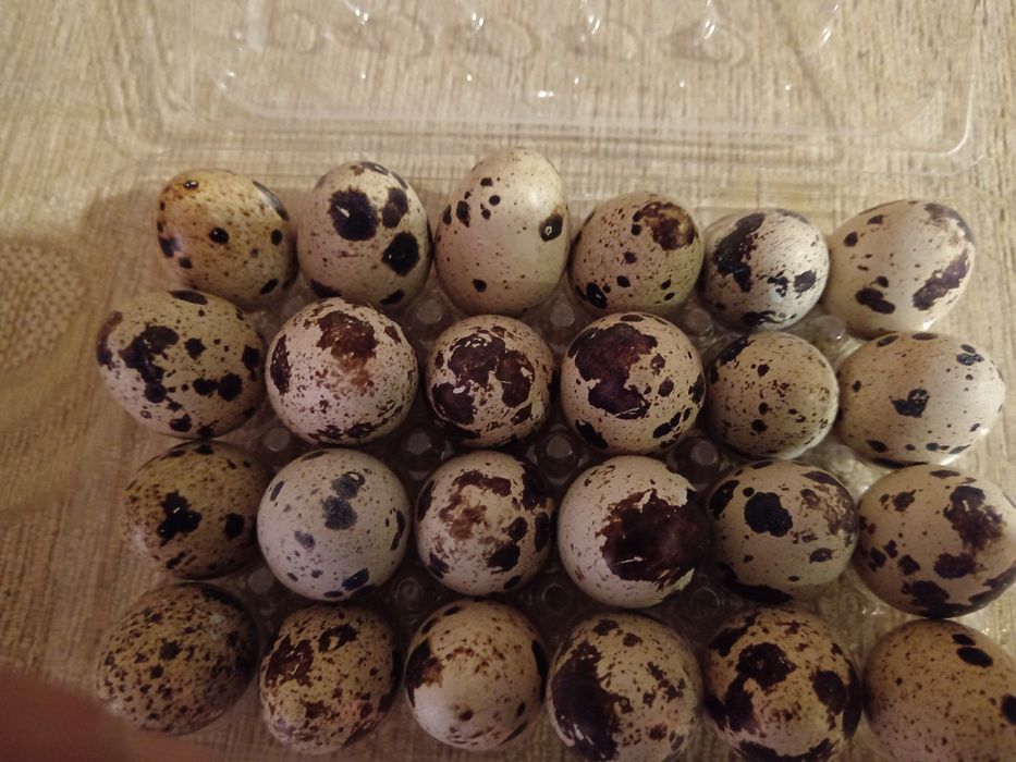 Ouă prepeliță de consum