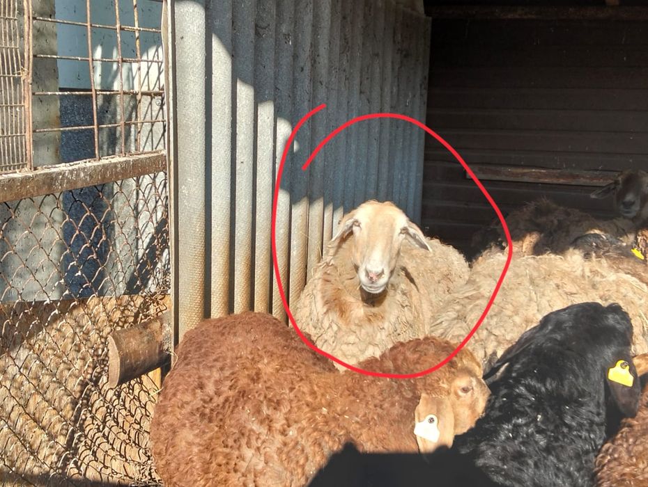 Продам овечек село Якорь