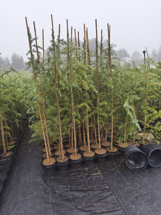 Хималайски кедър